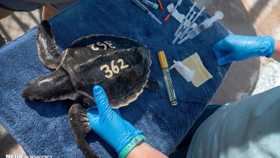 تصاویر منتخب حیات وحش هفته‎