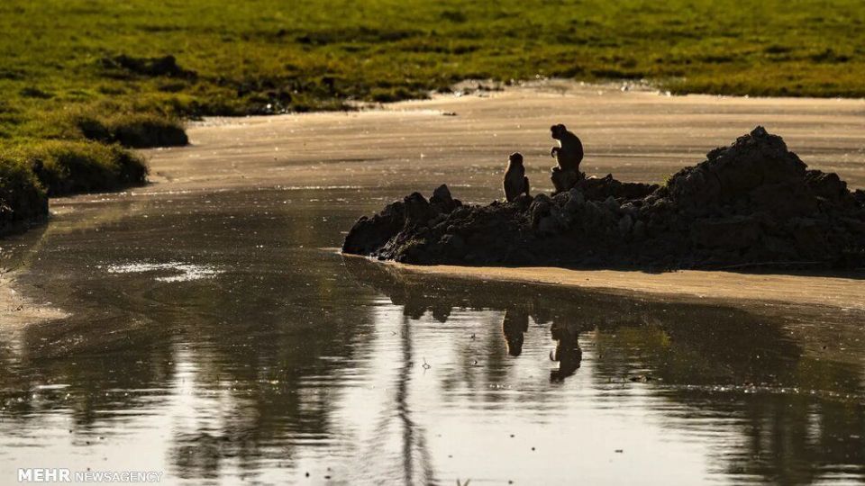 تصاویر منتخب حیات وحش هفته‎