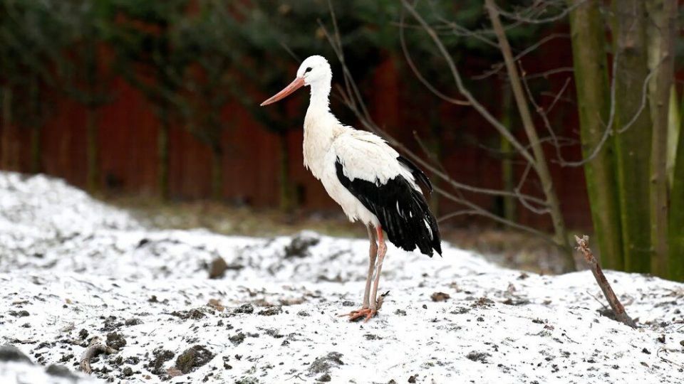 تصاویر منتخب حیات وحش هفته‎