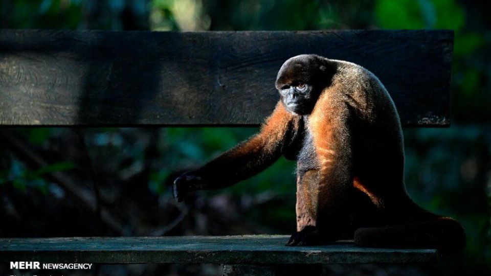 تصاویر منتخب حیات وحش هفته‎