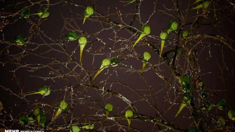 تصاویر منتخب حیات وحش هفته‎