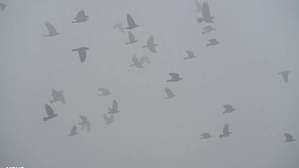 تصاویر منتخب حیات وحش هفته‎