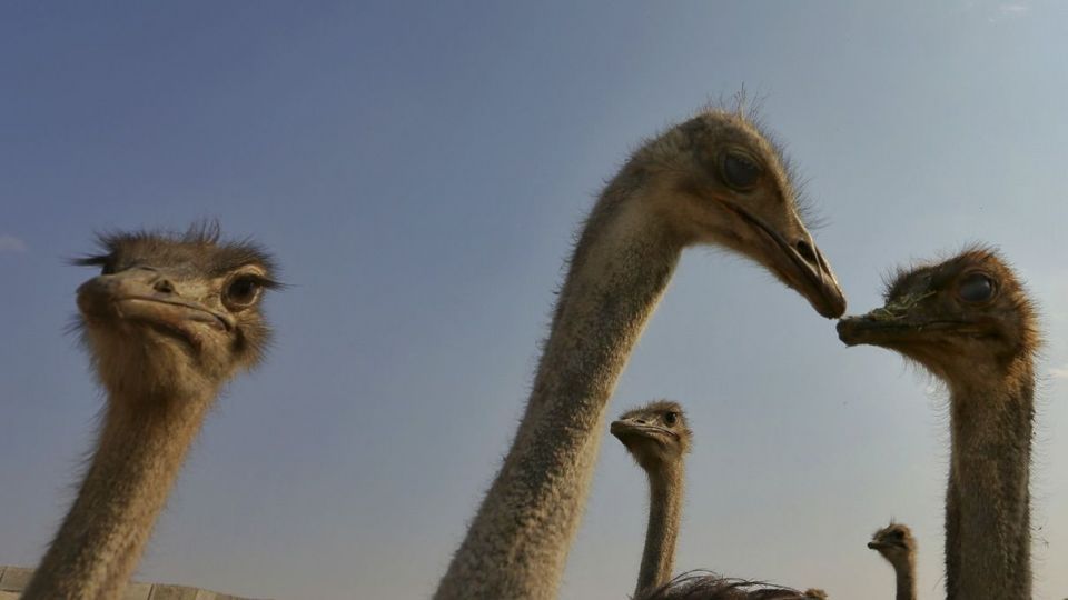 تجارت پرسود در بیابان