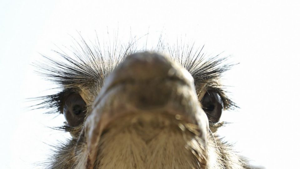 تجارت پرسود در بیابان