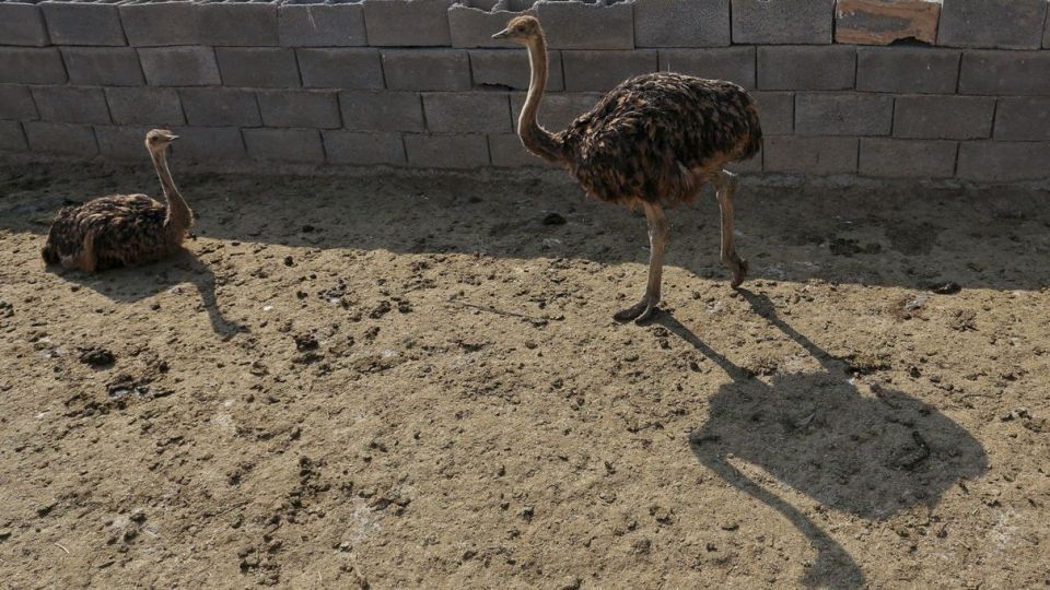 تجارت پرسود در بیابان