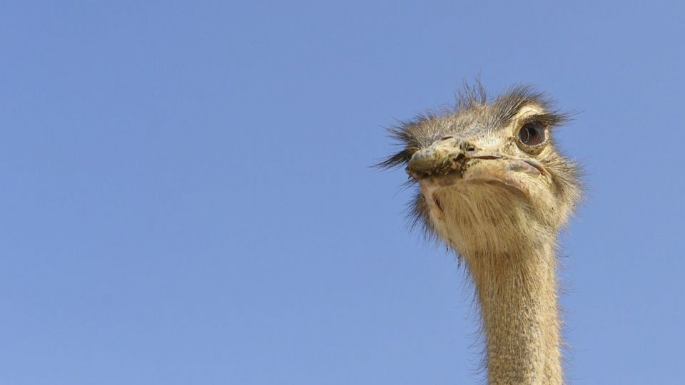 تجارت پرسود در بیابان