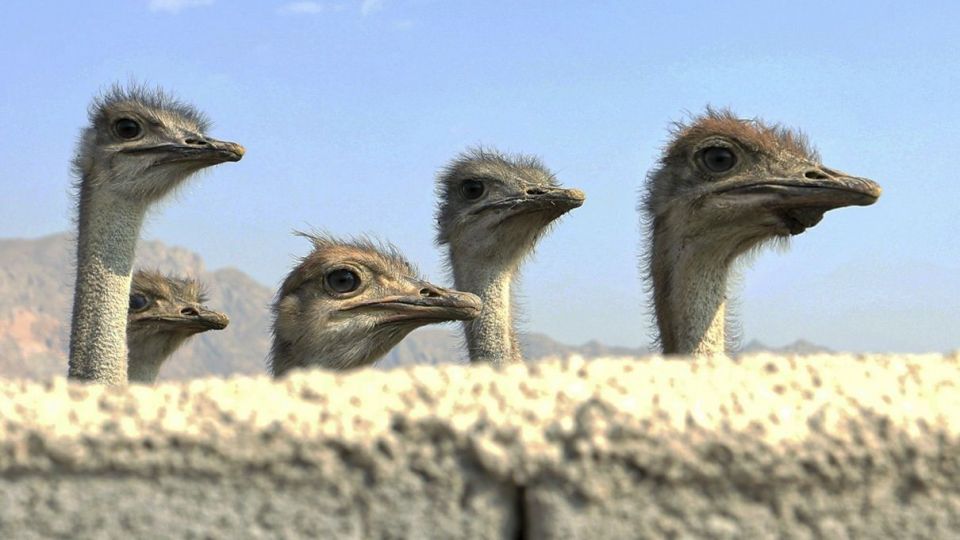 تجارت پرسود در بیابان