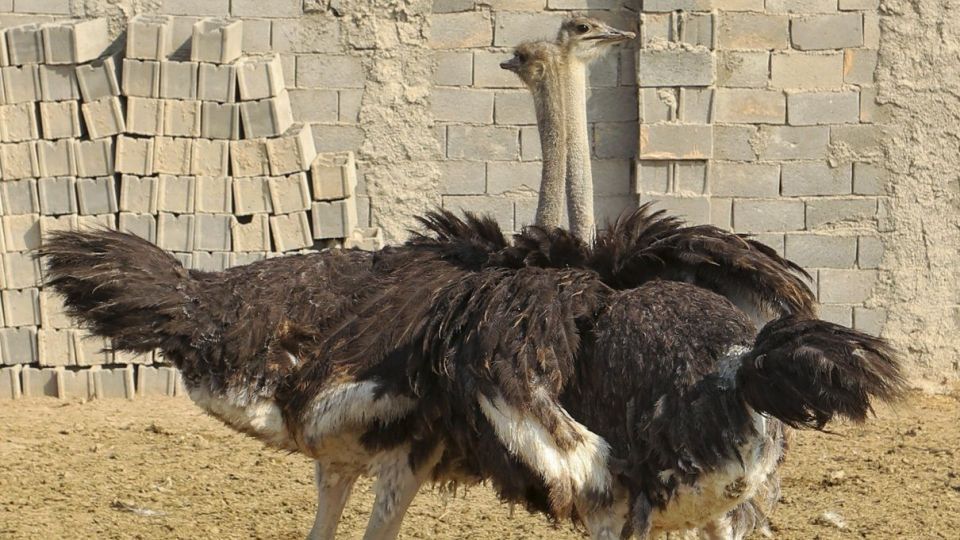 تجارت پرسود در بیابان