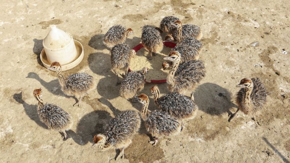 تجارت پرسود در بیابان