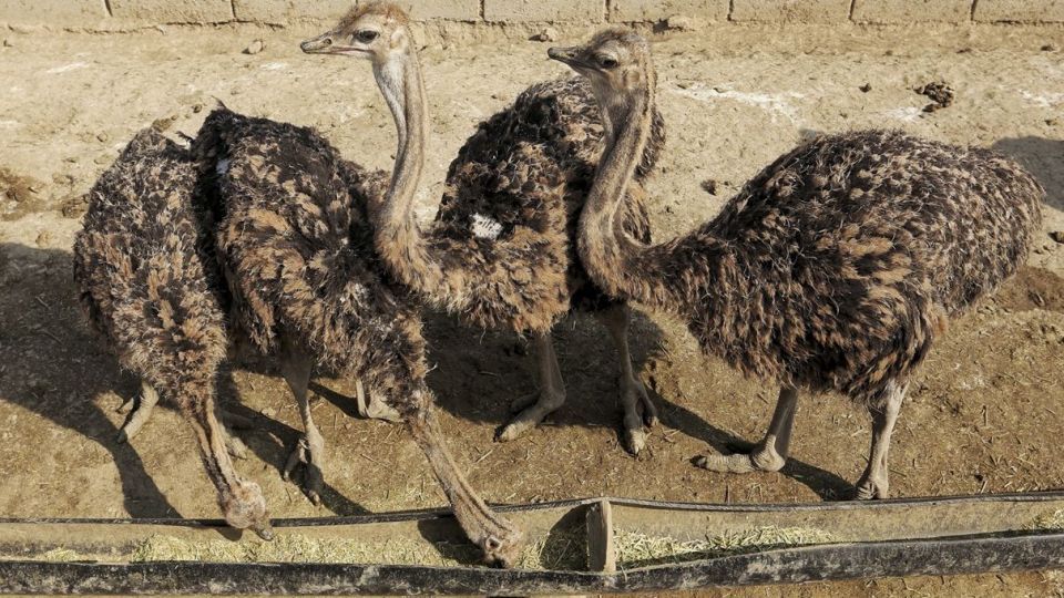 تجارت پرسود در بیابان