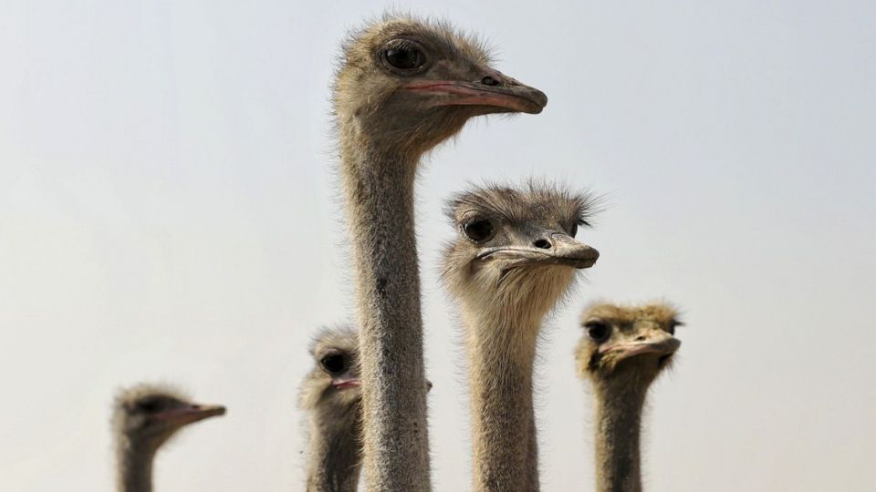 تجارت پرسود در بیابان