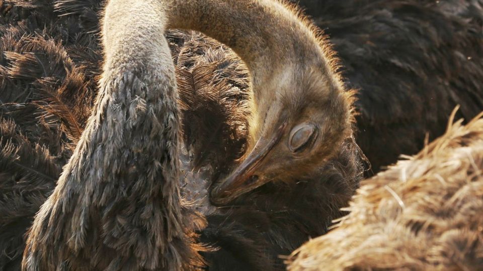 تجارت پرسود در بیابان