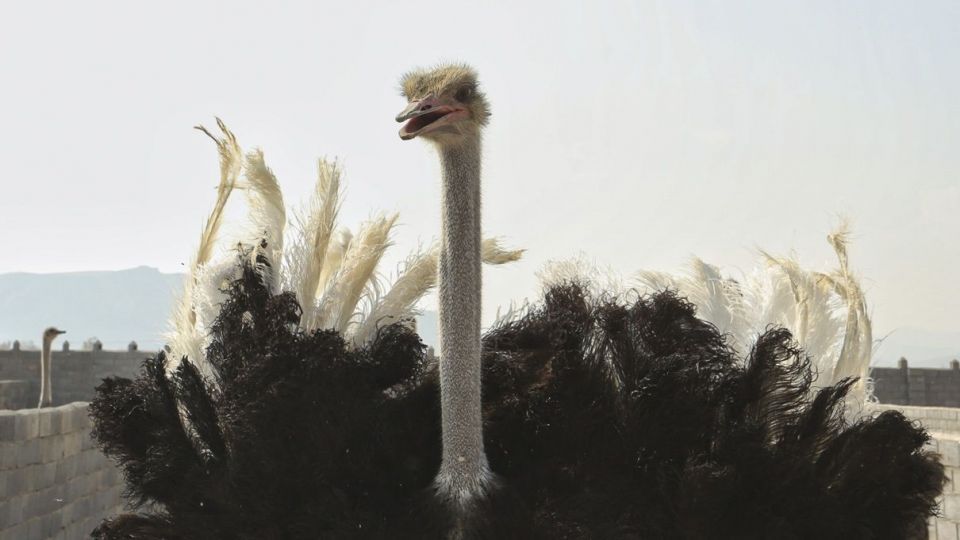 تجارت پرسود در بیابان