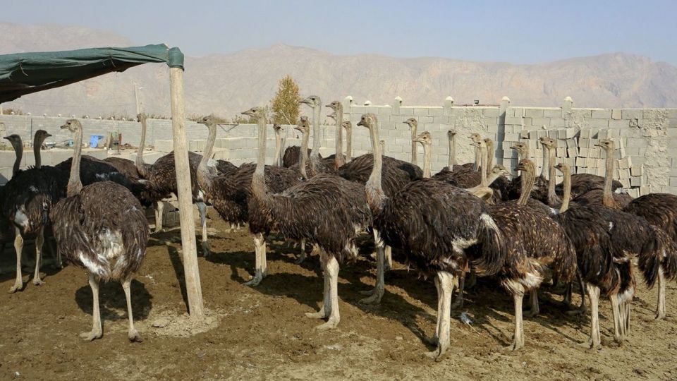 تجارت پرسود در بیابان