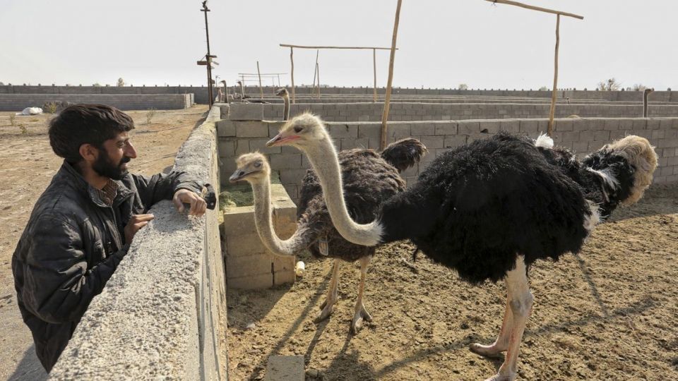 تجارت پرسود در بیابان