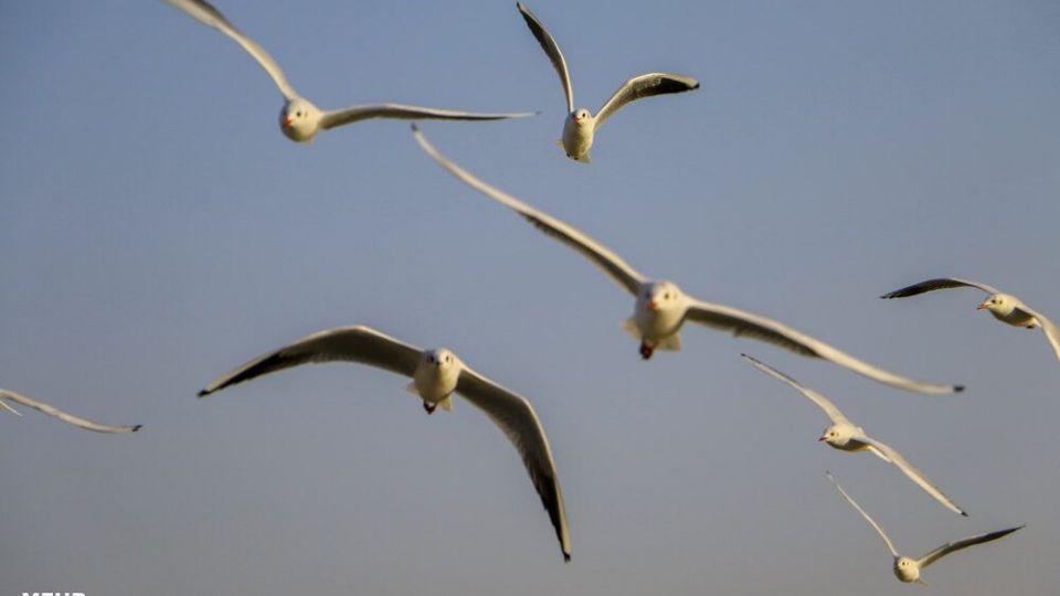 پذیرایی اهوازی ها از مرغ های ماهی خوار