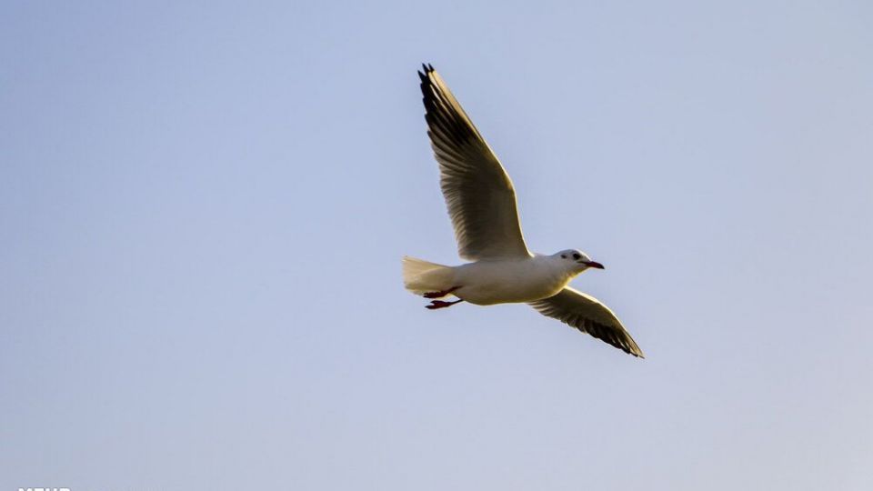 پذیرایی اهوازی ها از مرغ های ماهی خوار