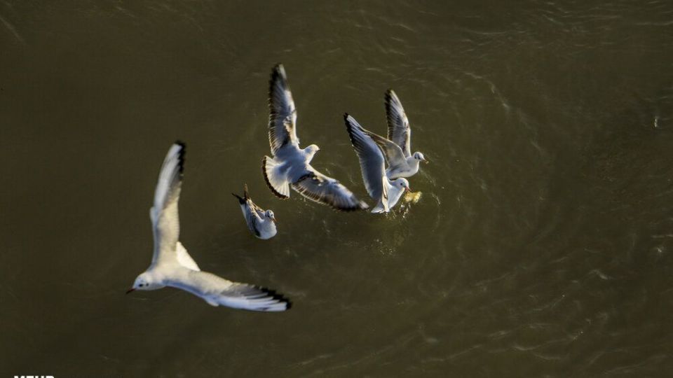 پذیرایی اهوازی ها از مرغ های ماهی خوار