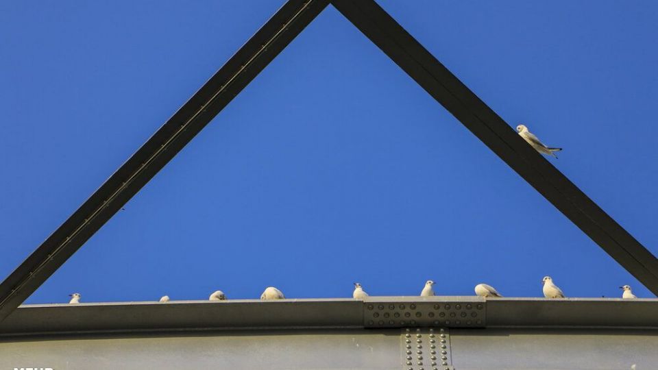 پذیرایی اهوازی ها از مرغ های ماهی خوار