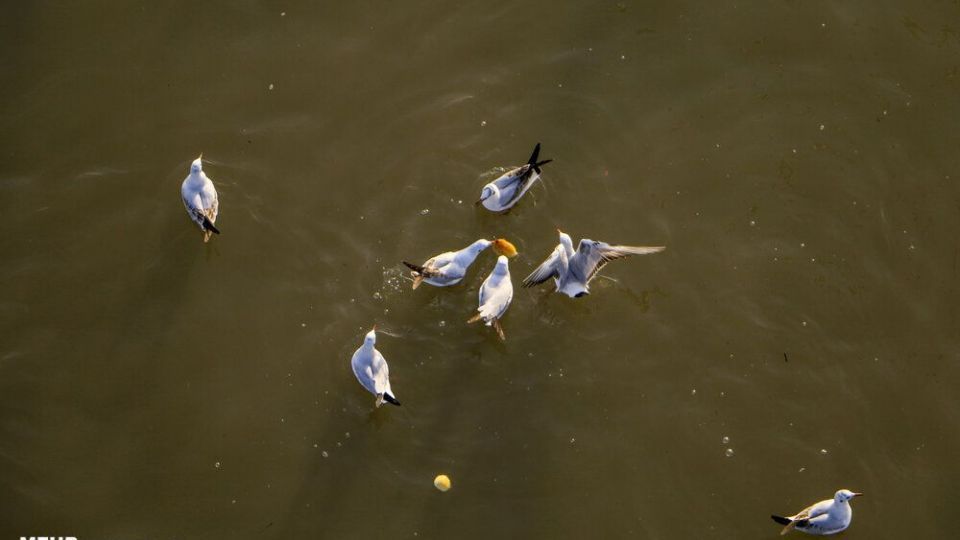 پذیرایی اهوازی ها از مرغ های ماهی خوار