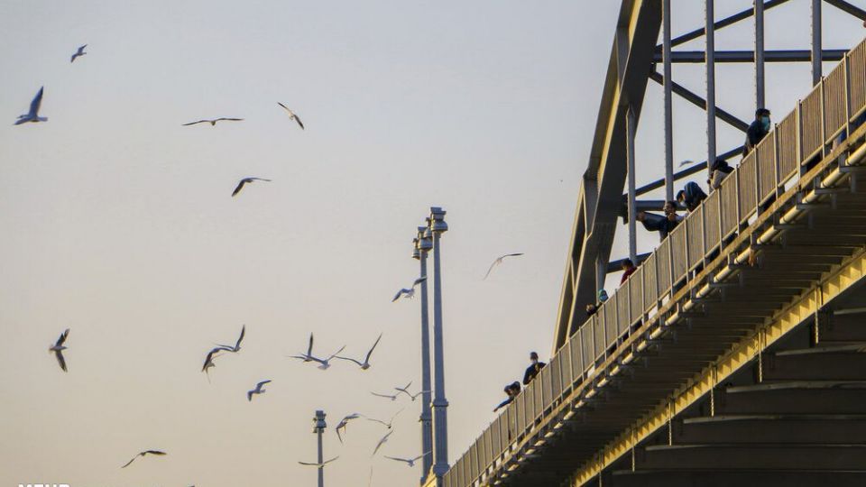 پذیرایی اهوازی ها از مرغ های ماهی خوار