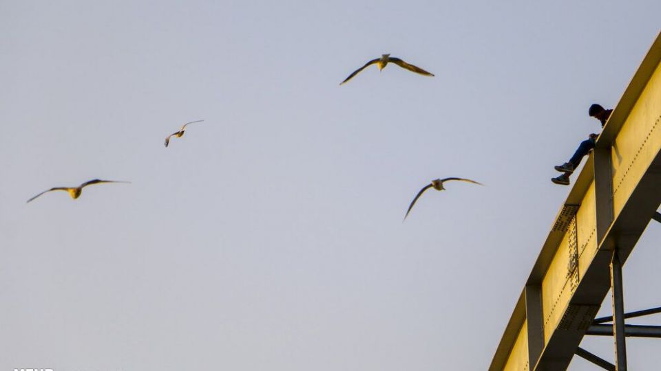 پذیرایی اهوازی ها از مرغ های ماهی خوار