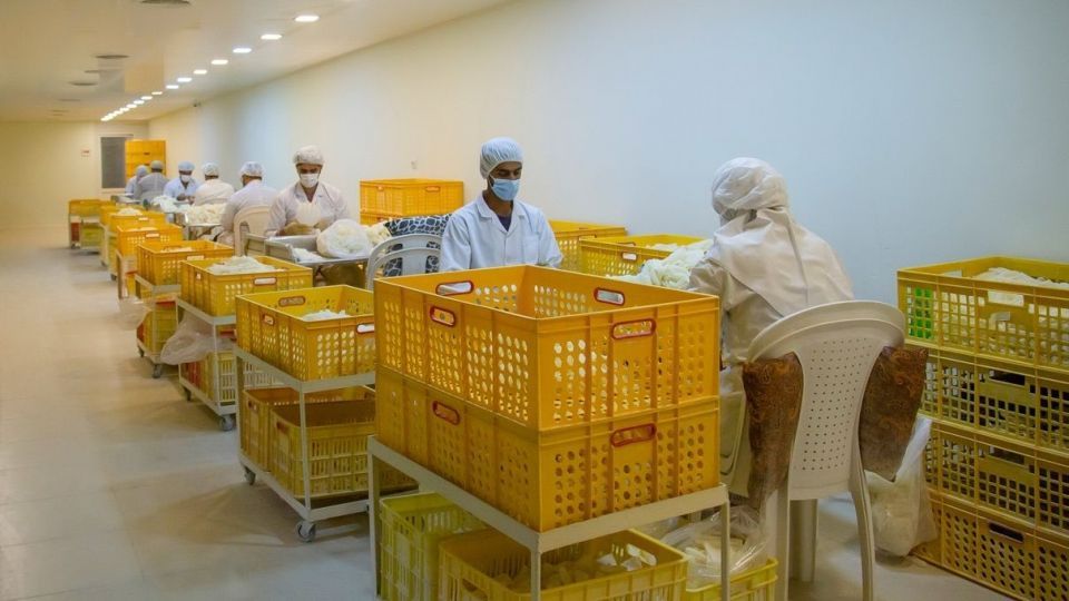 کارگاه تولید دستکش جراحی لاتکس در جنوب کشور