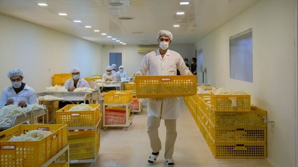 کارگاه تولید دستکش جراحی لاتکس در جنوب کشور