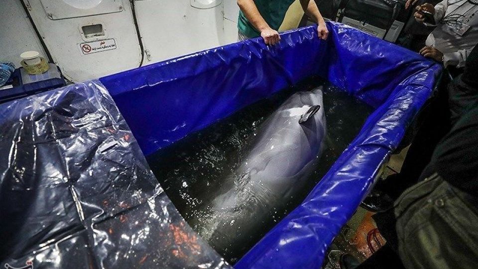 انتقال تنها دلفین برج میلاد به کیش