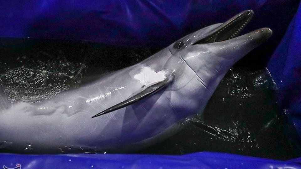 انتقال تنها دلفین برج میلاد به کیش