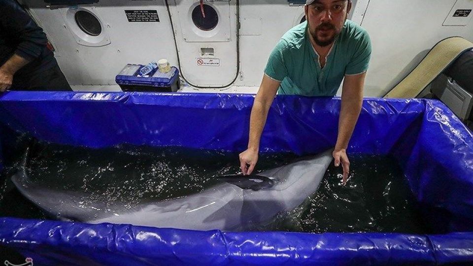 انتقال تنها دلفین برج میلاد به کیش