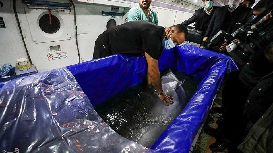 انتقال تنها دلفین برج میلاد به کیش