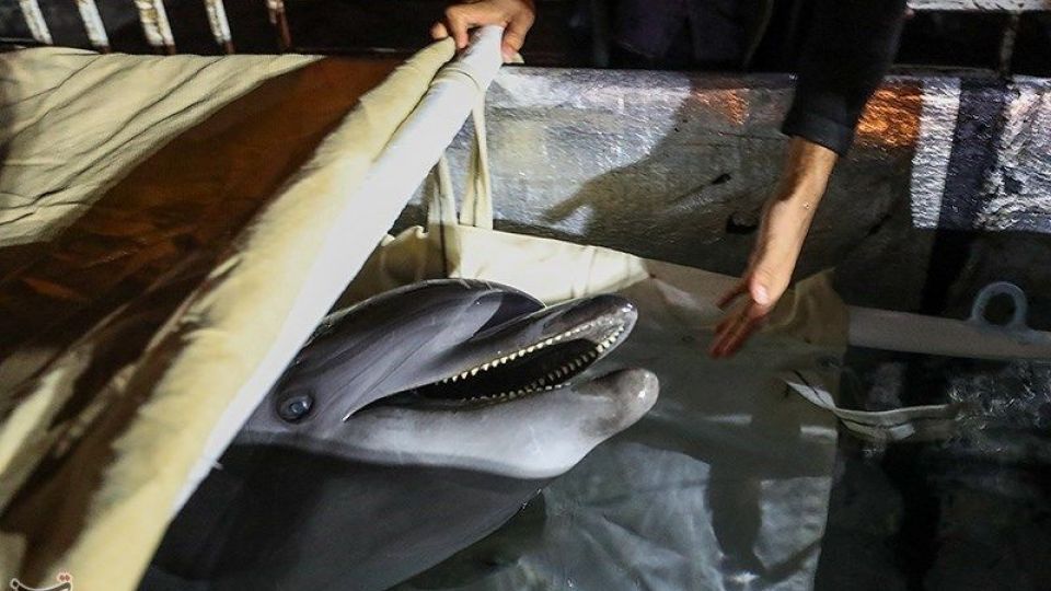 انتقال تنها دلفین برج میلاد به کیش