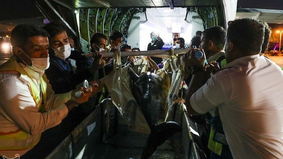 انتقال تنها دلفین برج میلاد به کیش