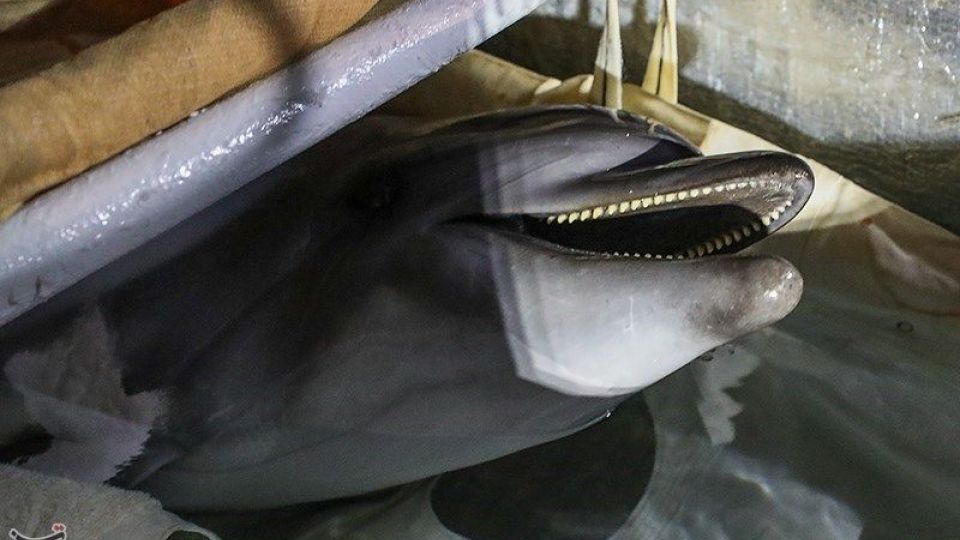 انتقال تنها دلفین برج میلاد به کیش