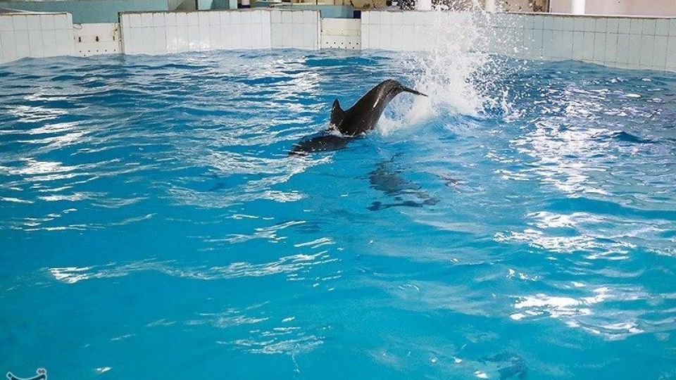 انتقال تنها دلفین برج میلاد به کیش