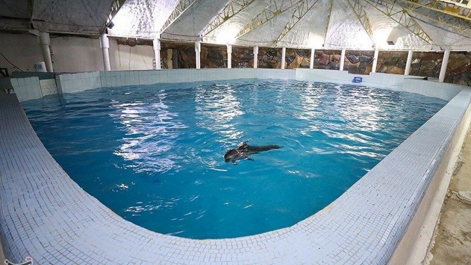 انتقال تنها دلفین برج میلاد به کیش