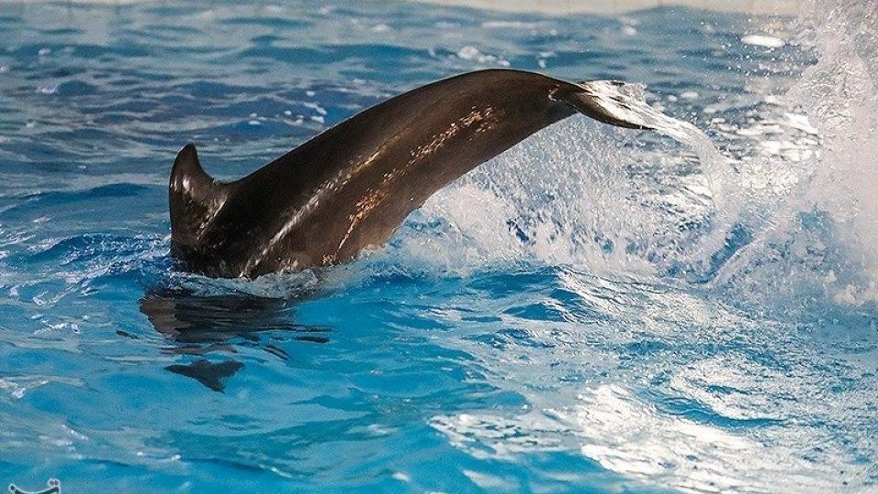 انتقال تنها دلفین برج میلاد به کیش