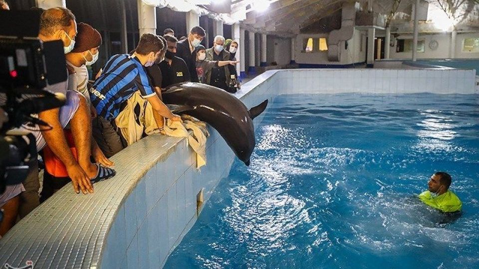 انتقال تنها دلفین برج میلاد به کیش