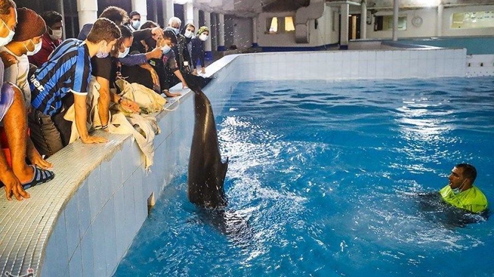 انتقال تنها دلفین برج میلاد به کیش