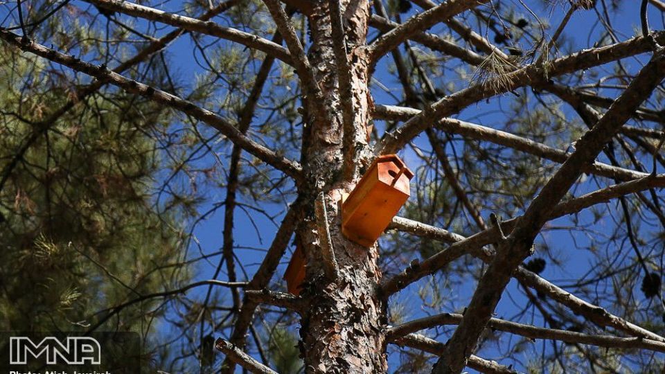 نصب هزار لانه پرنده در منطقه ۸ شهرداری اصفهان