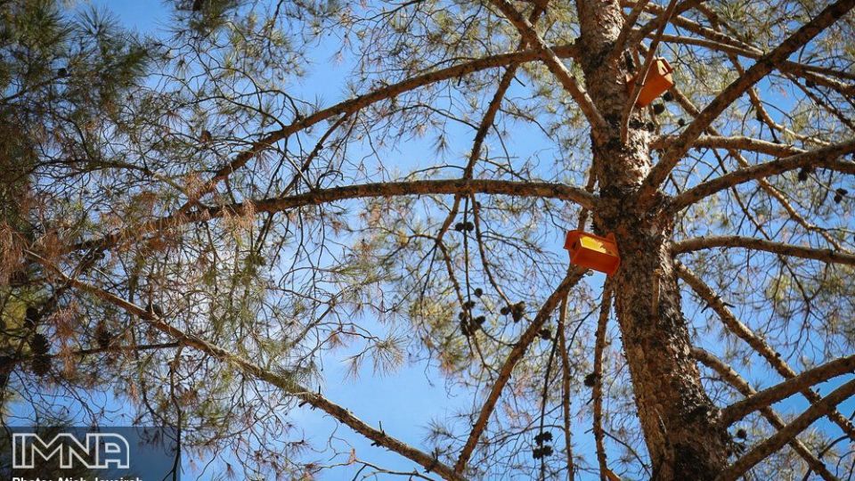 نصب هزار لانه پرنده در منطقه ۸ شهرداری اصفهان