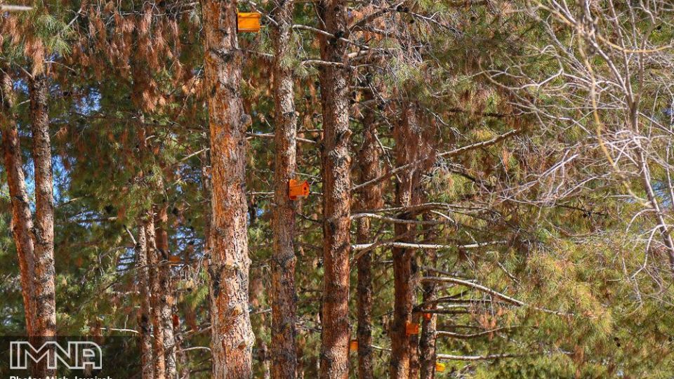 نصب هزار لانه پرنده در منطقه ۸ شهرداری اصفهان