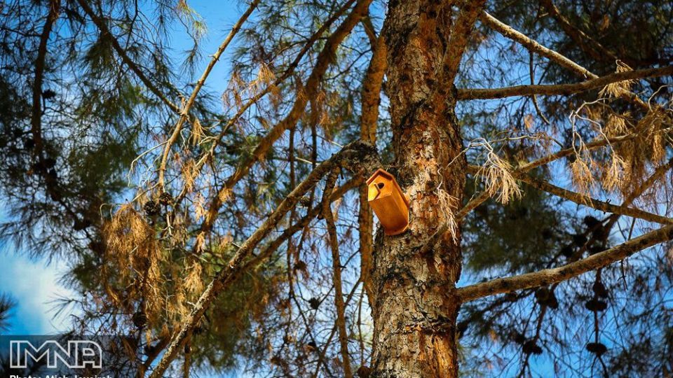 نصب هزار لانه پرنده در منطقه ۸ شهرداری اصفهان