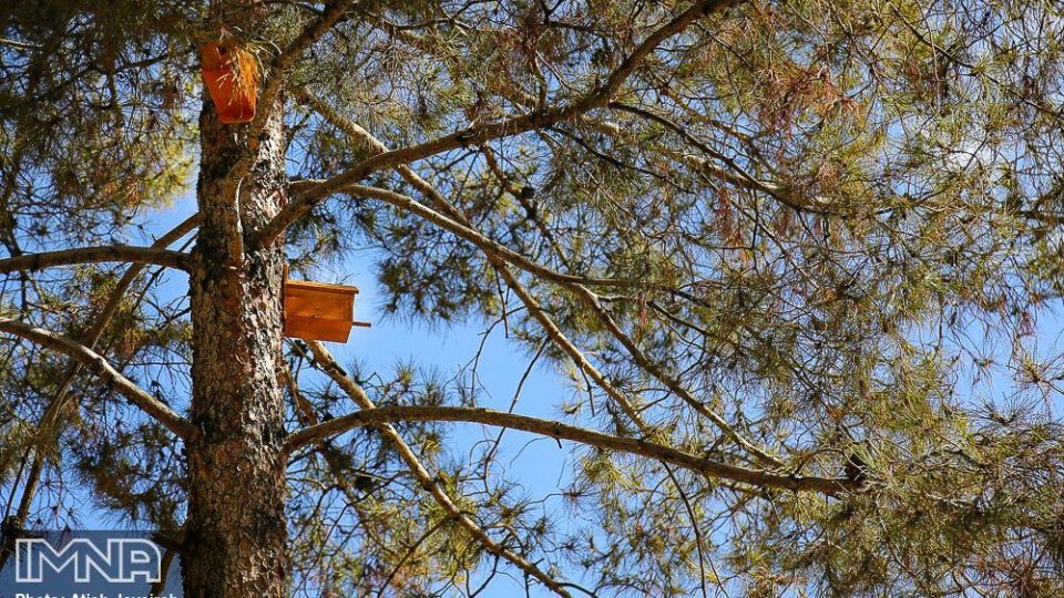 نصب هزار لانه پرنده در منطقه ۸ شهرداری اصفهان