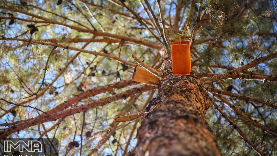 نصب هزار لانه پرنده در منطقه ۸ شهرداری اصفهان