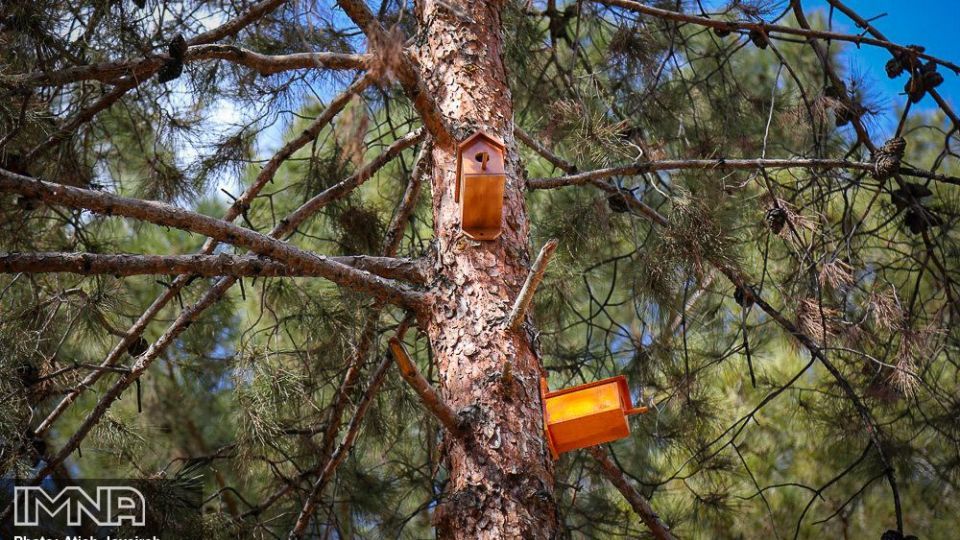 نصب هزار لانه پرنده در منطقه ۸ شهرداری اصفهان