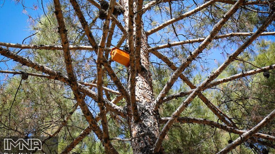 نصب هزار لانه پرنده در منطقه ۸ شهرداری اصفهان