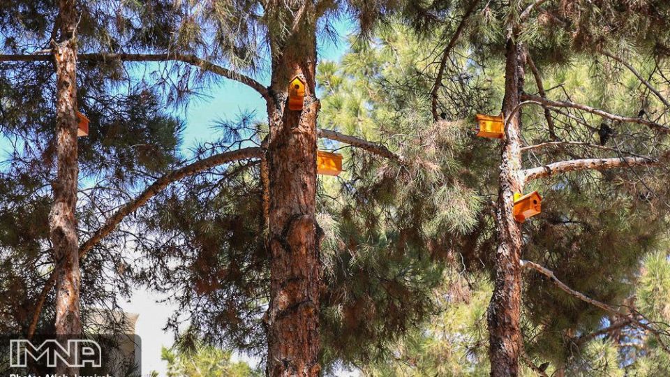 نصب هزار لانه پرنده در منطقه ۸ شهرداری اصفهان