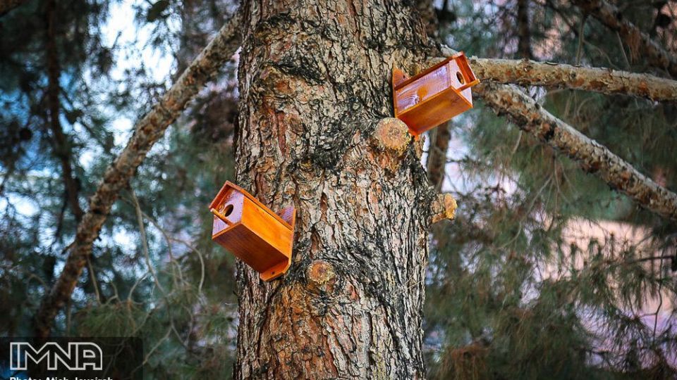 نصب هزار لانه پرنده در منطقه ۸ شهرداری اصفهان